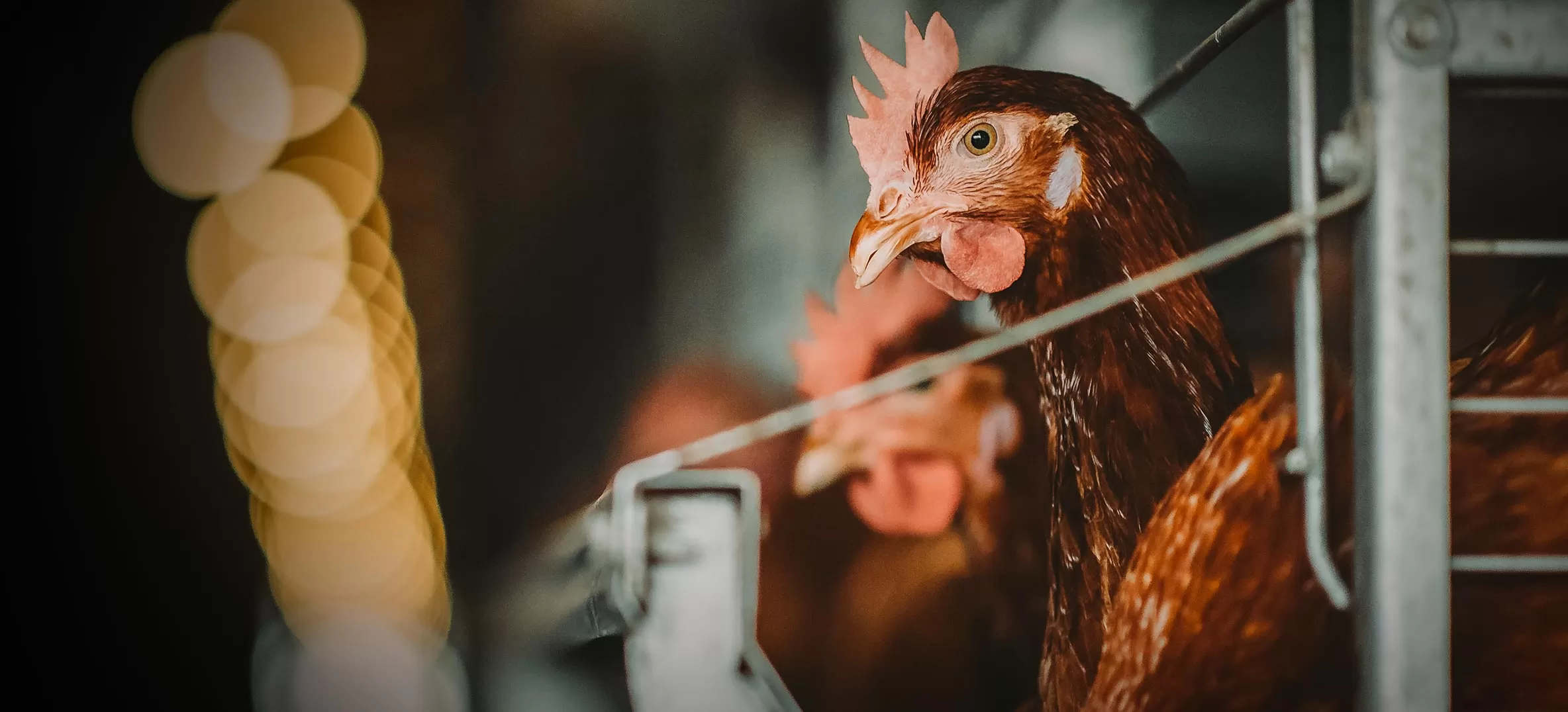 Por una nueva era libre de jaulas